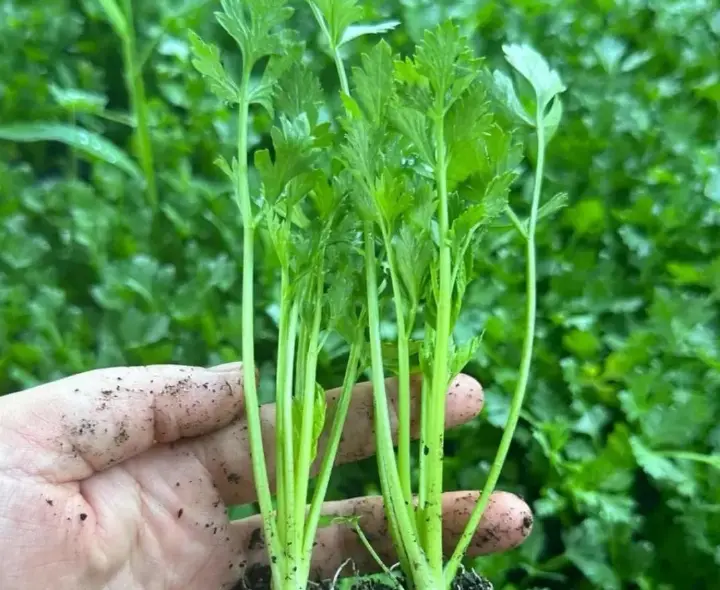 捞汁虾仁牛肉 第 3 步