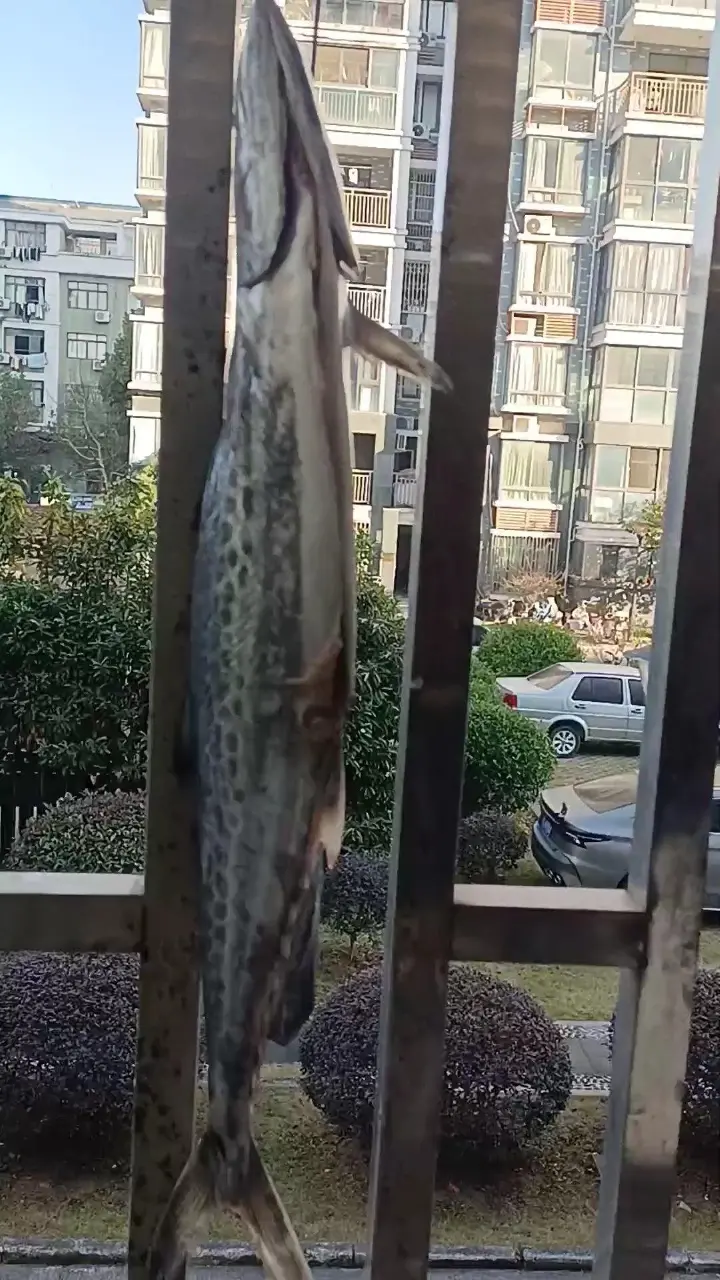 香煎半干鲅鱼 第 3 步