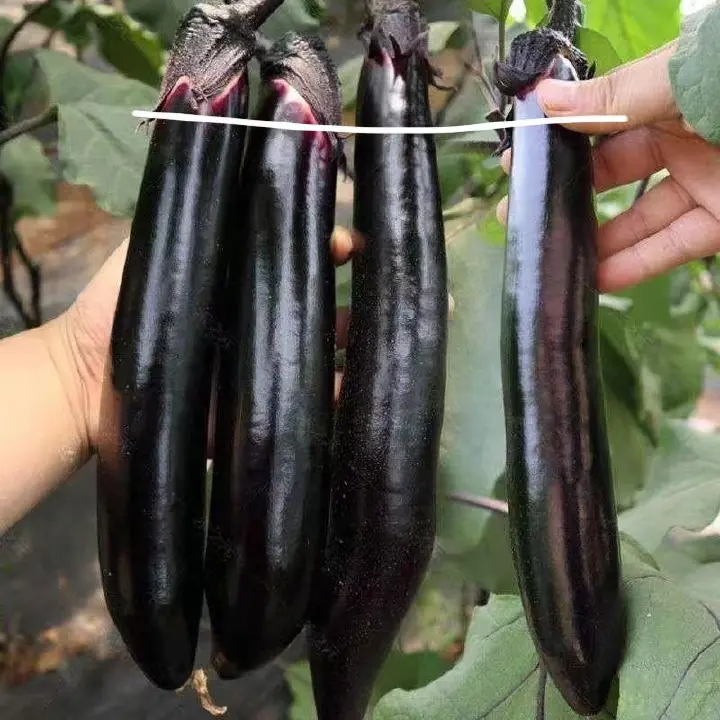 风味茄子 第 1 步