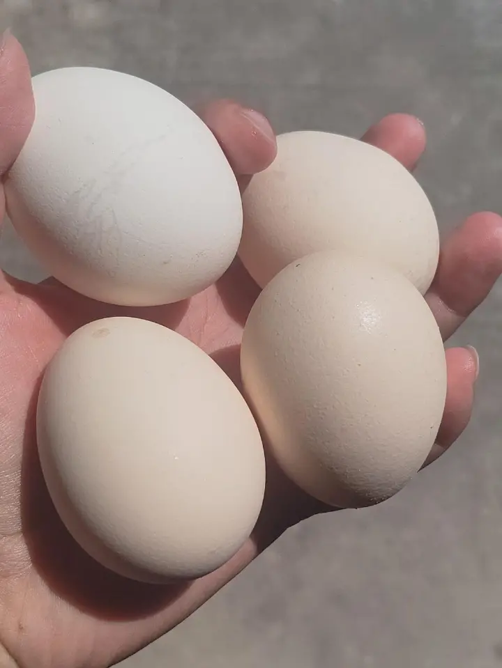 西红柿炒鸡蛋 第 1 步