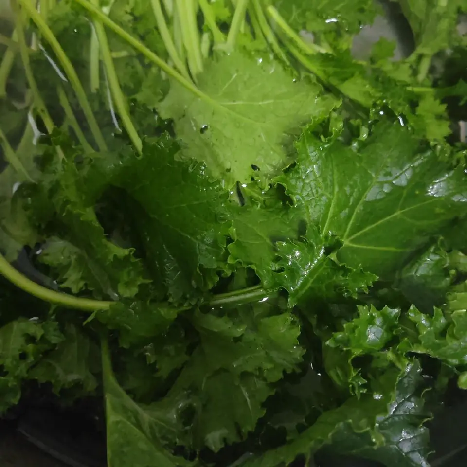 清炒苔菜成品图
