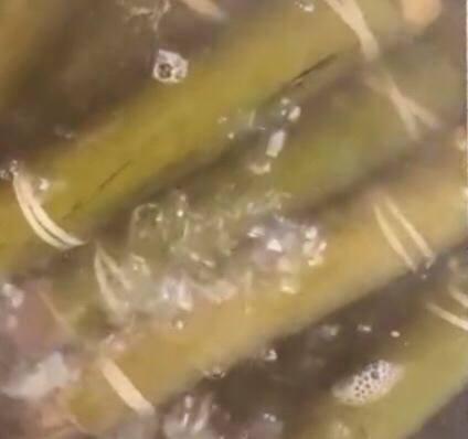 竹筒粽子 第 17 步