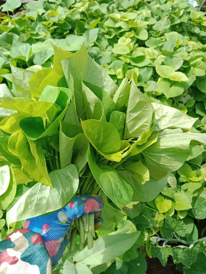 秋葵炒蛋、蒸茄子与炒红薯叶 第 22 步