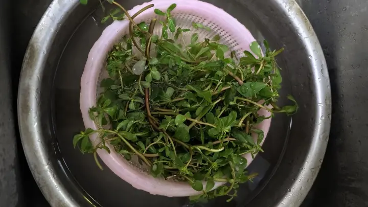 清炒马齿苋 第 1 步