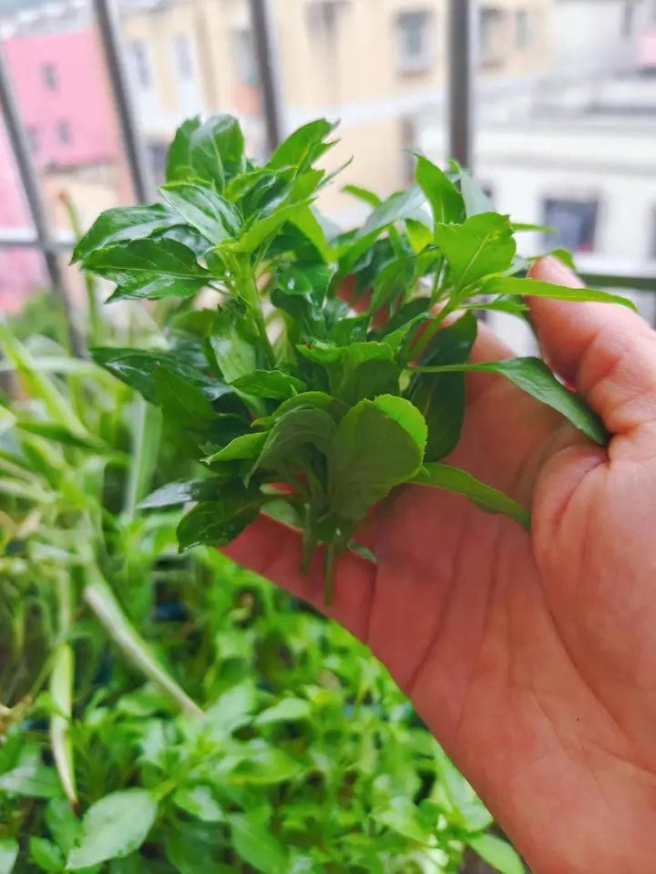 家常三杯鸡 第 9 步