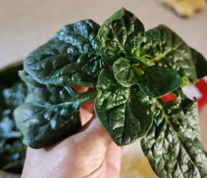 菠菜炒鸡蛋 第 2 步