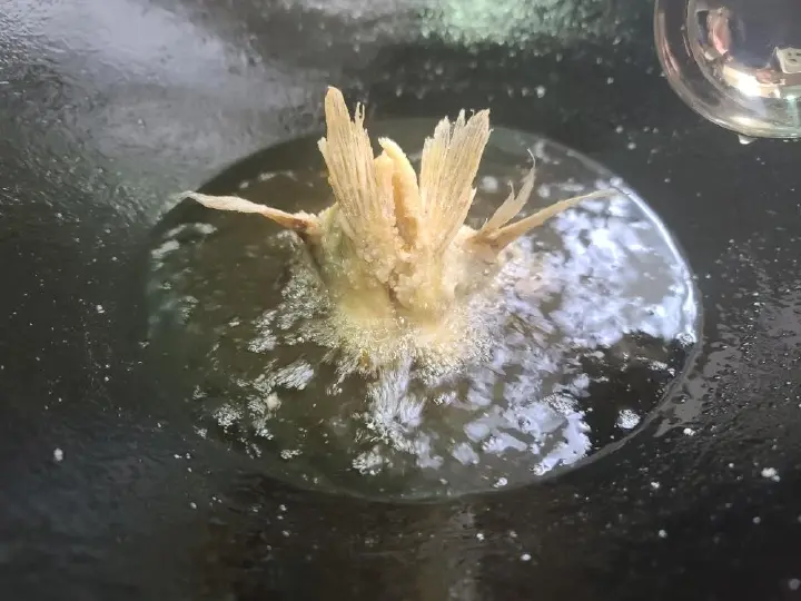 松鼠桂鱼 第 12 步