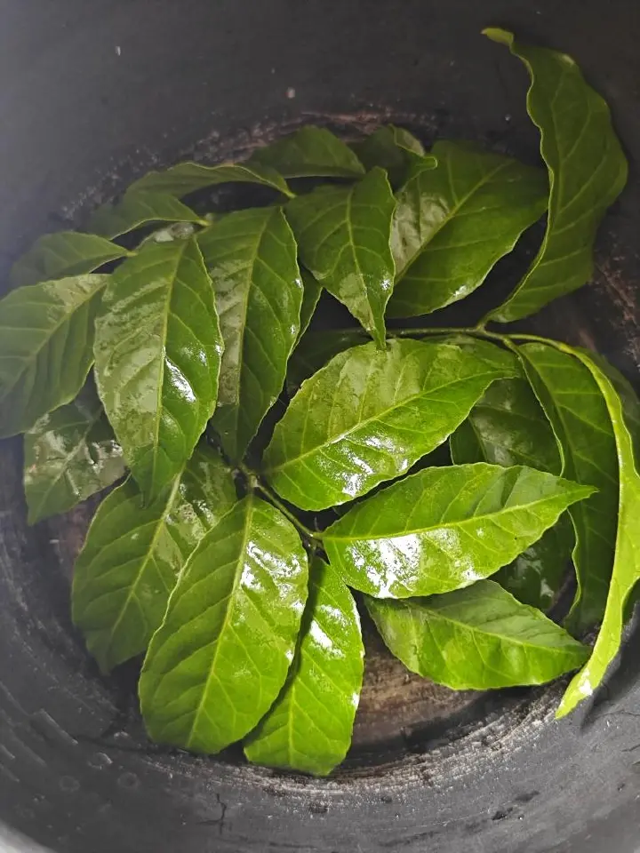 黄皮果焗鸡 第 5 步