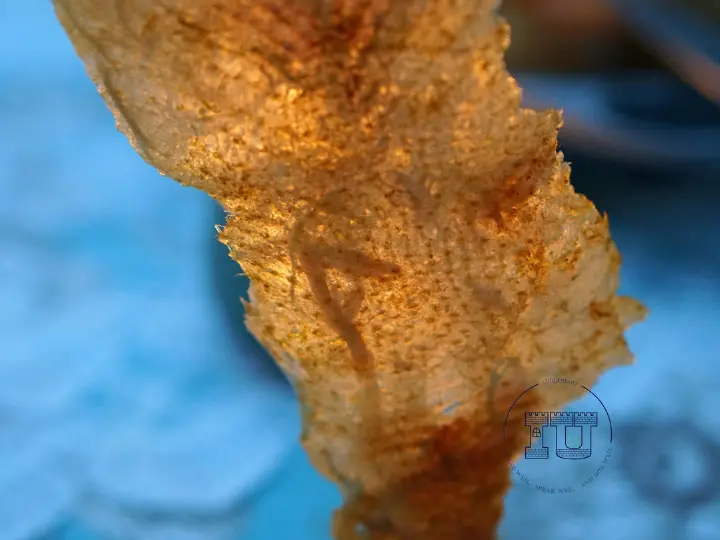 脆皮盐焗鸡 第 5 步