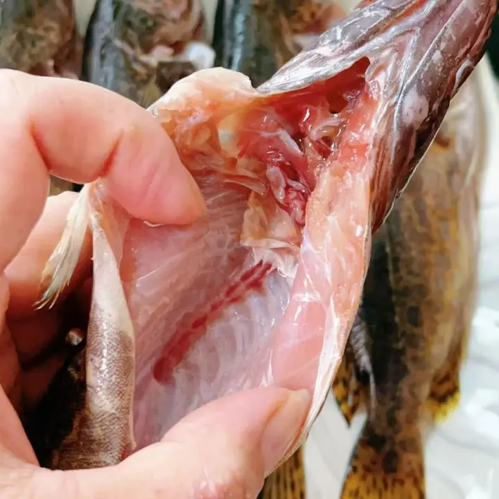葱油清蒸虎斑鳜鱼 第 3 步