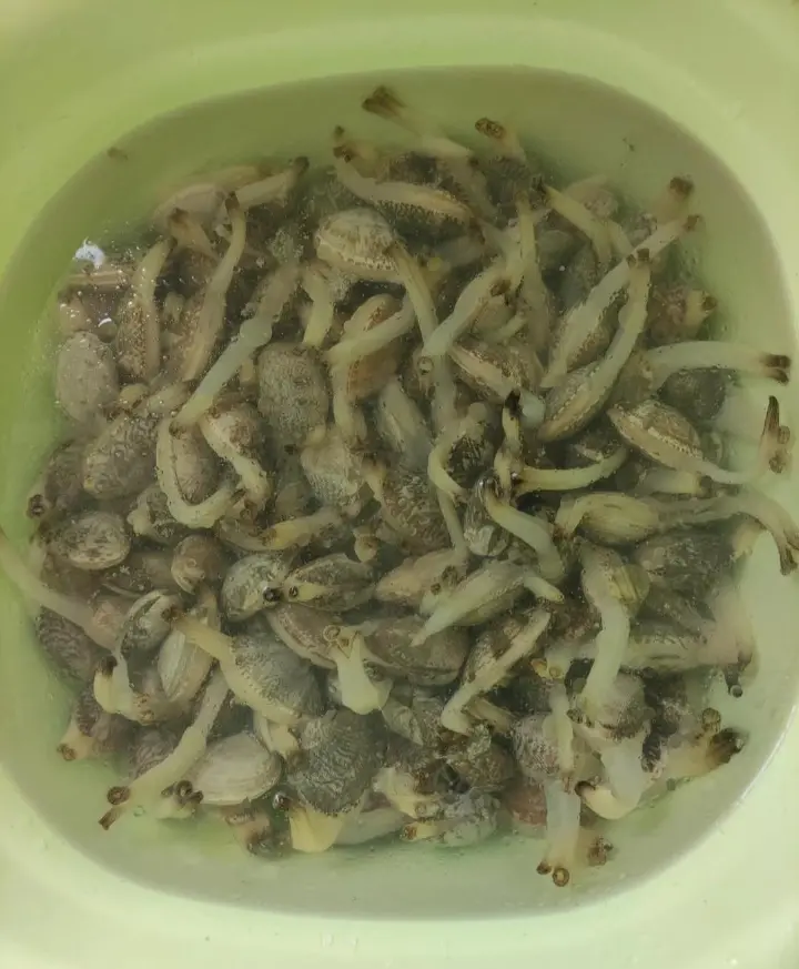 爆炒花甲 第 1 步