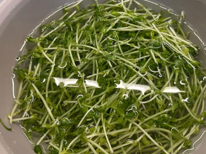 上汤豆苗 第 2 步
