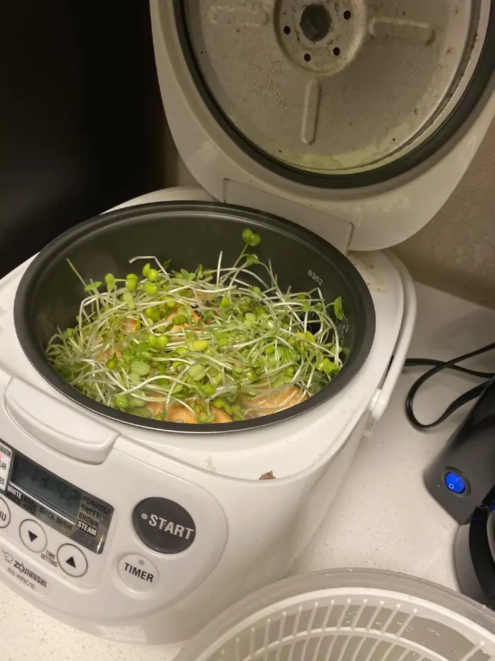 香菇三文鱼焖饭 第 8 步