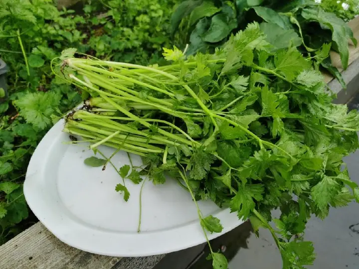 百合芹菜炒玉米粒 第 1 步