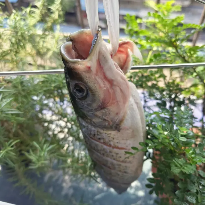 香辣烤鱼 第 3 步