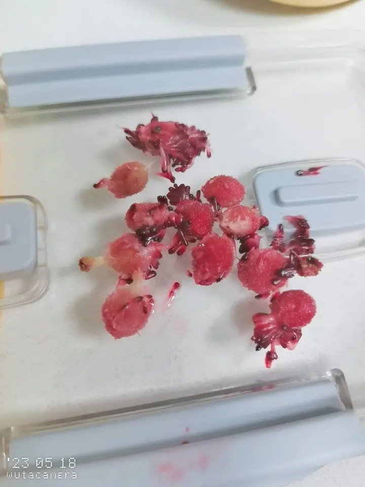 自制杨梅果酱 第 3 步