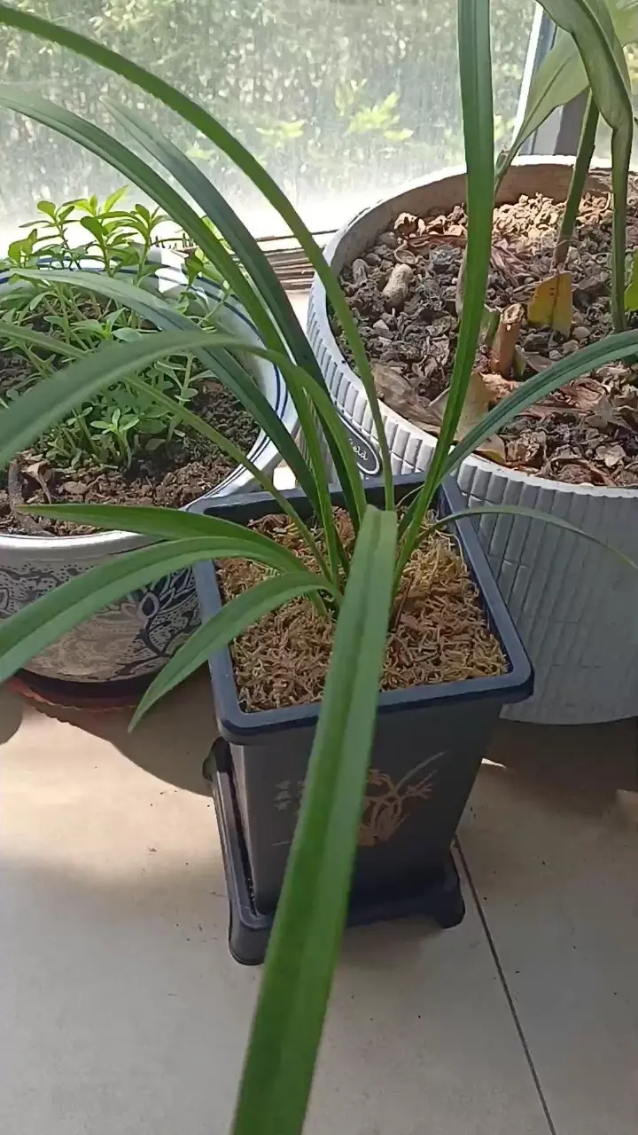 煎蒸洋槐花 第 12 步
