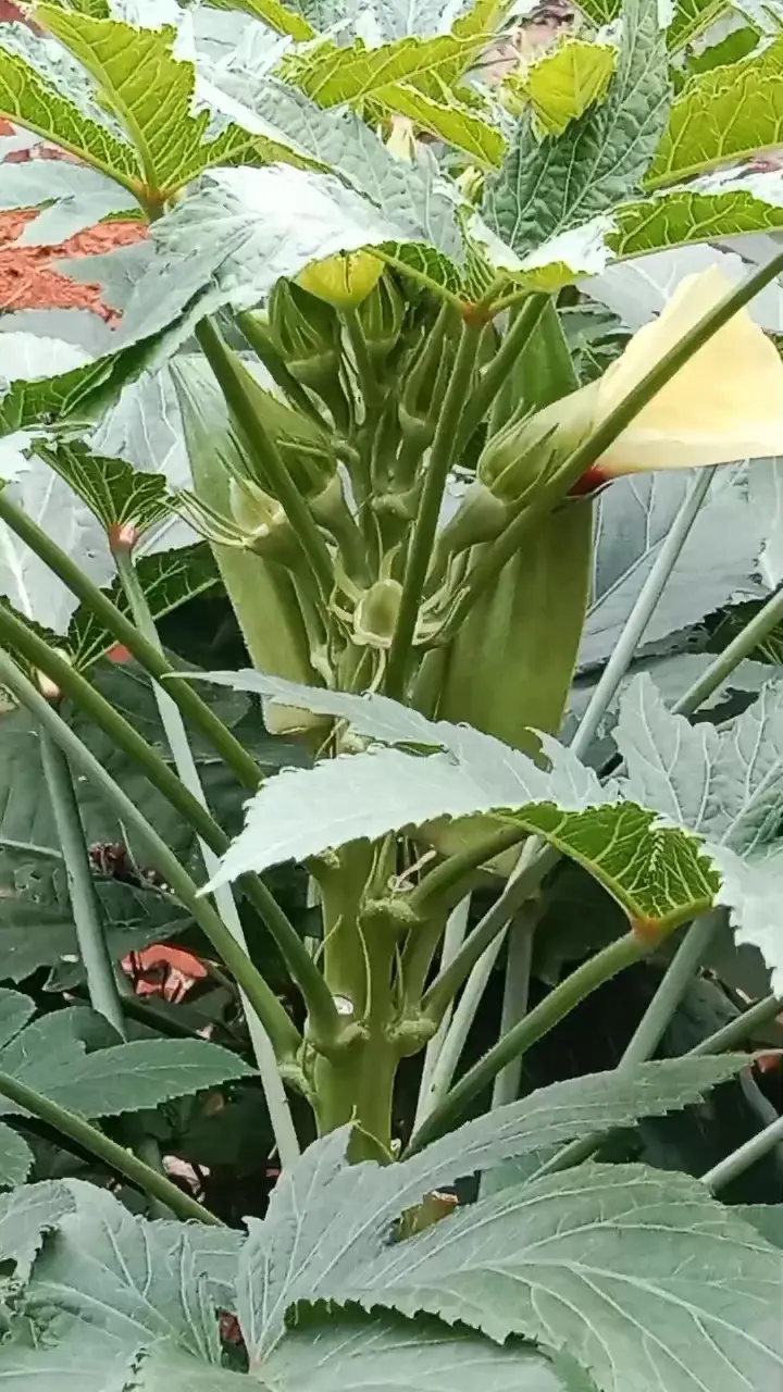 秋葵炒蛋、蒸茄子与炒红薯叶 第 1 步