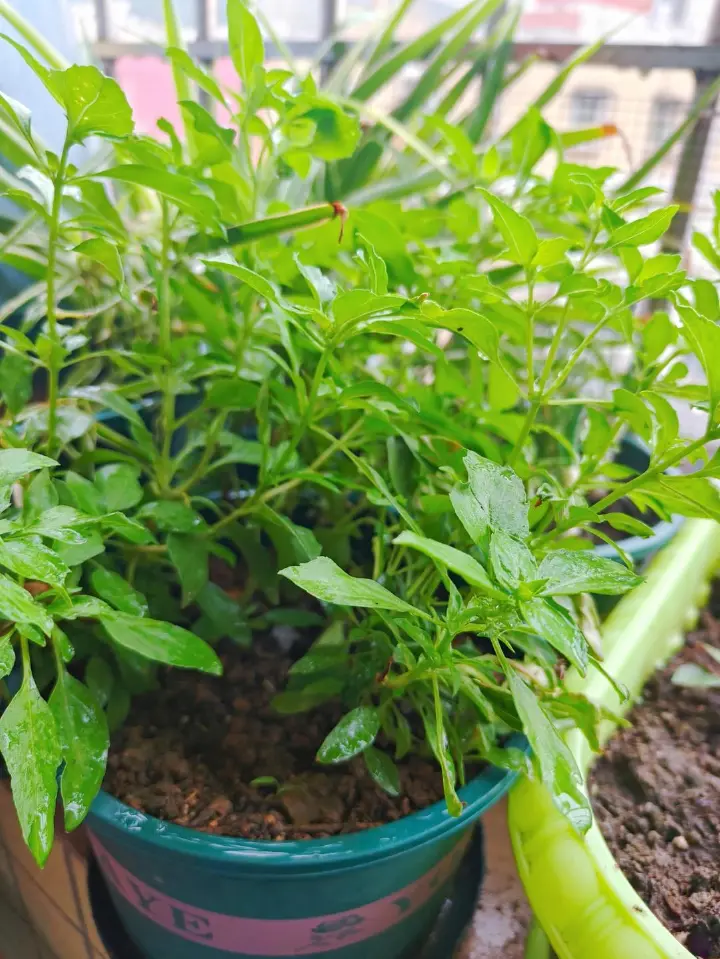 家常三杯鸡 第 8 步