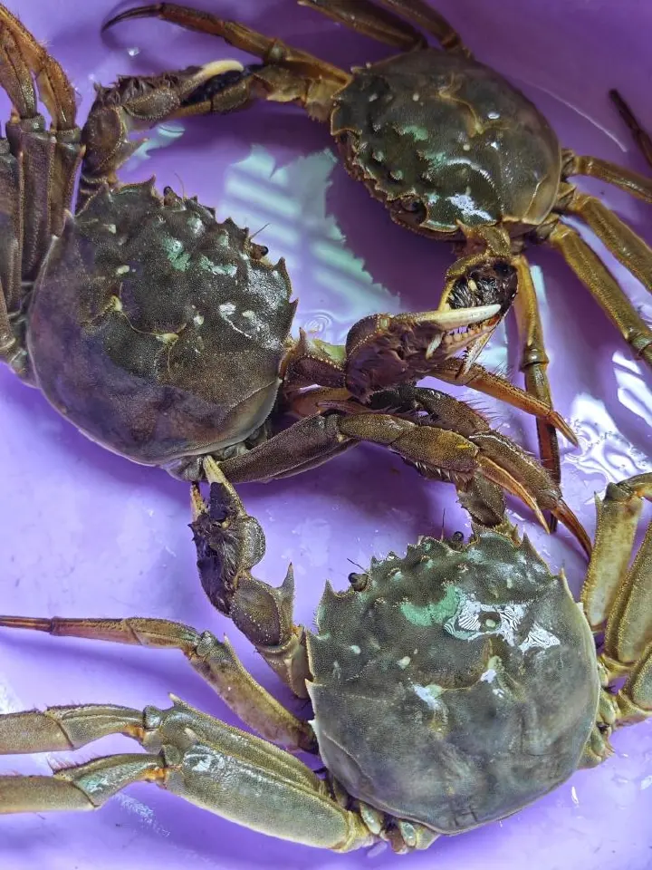 香辣虾蟹煲 第 3 步