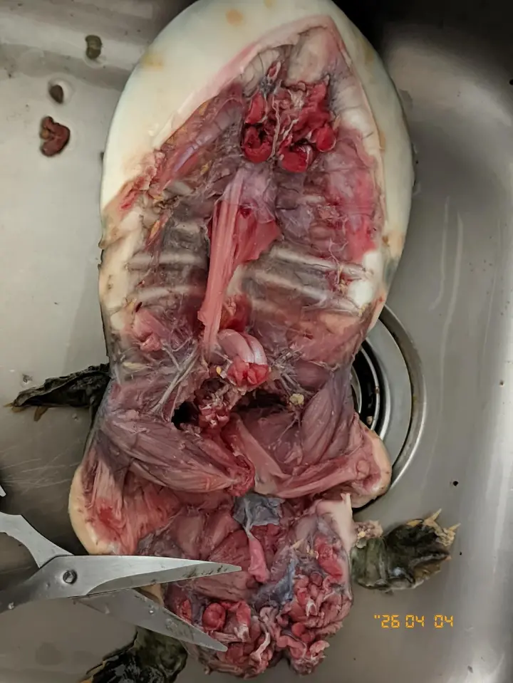 江西香辣甲鱼 第 3 步