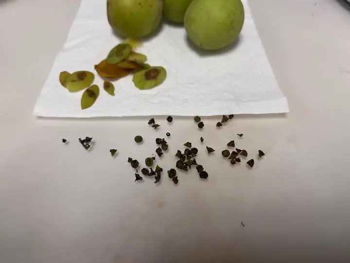 电饭锅版青梅露 第 2 步