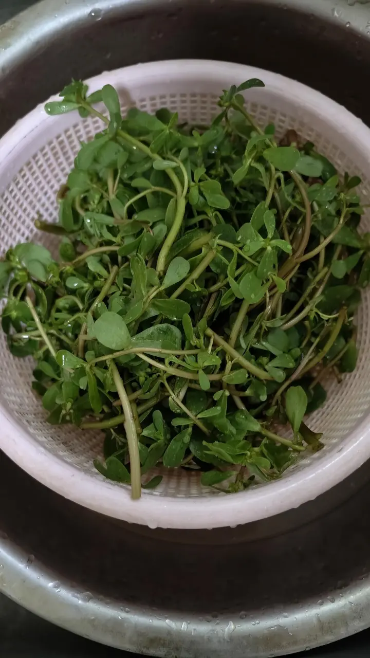 清炒马齿苋 第 2 步