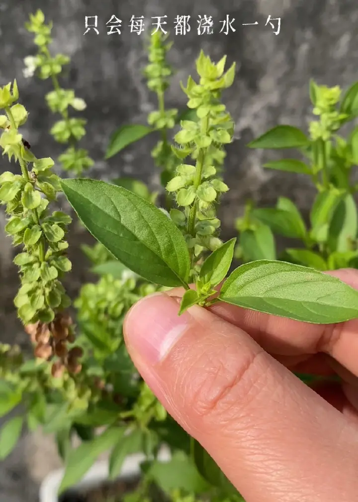 金不换青酱拌荞麦面 第 2 步