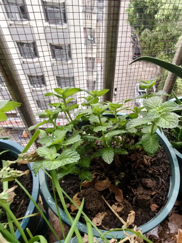 家常三杯鸡 第 10 步