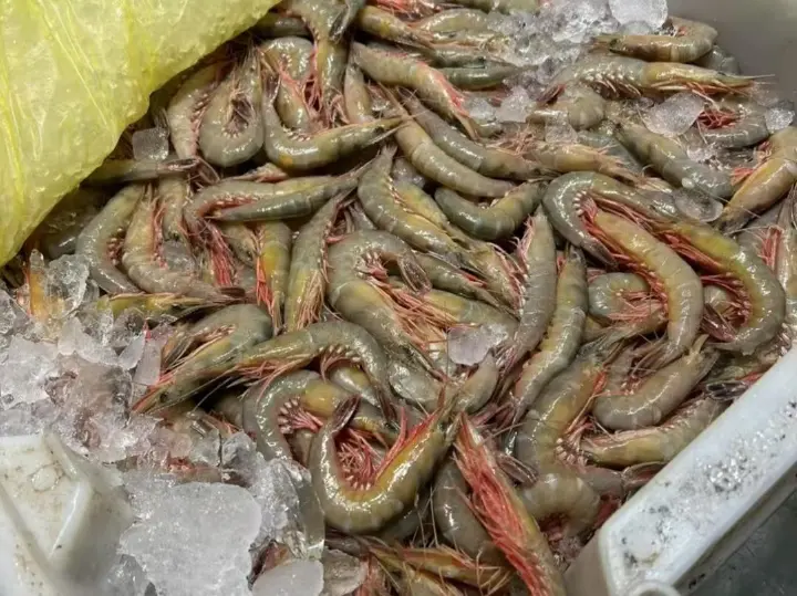 盐水虾 第 1 步
